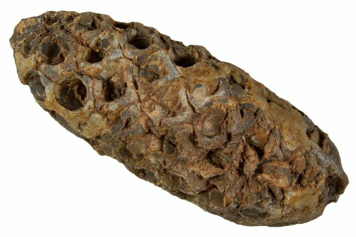 Fossil Cycadophyte Seed Cone - Boujdour, Morocco #339322